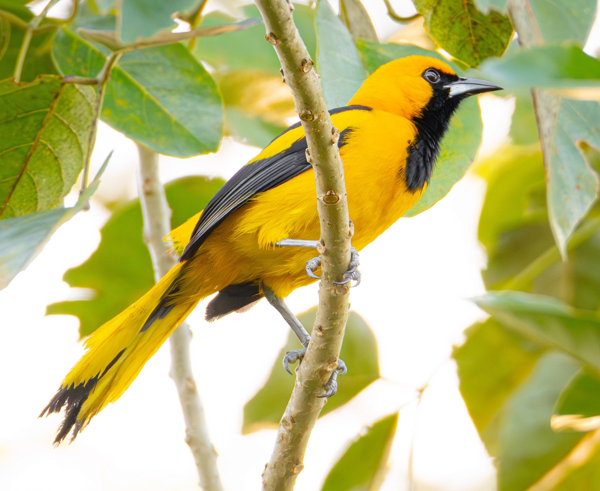 Yellow-tailed Oriole - ML619076755