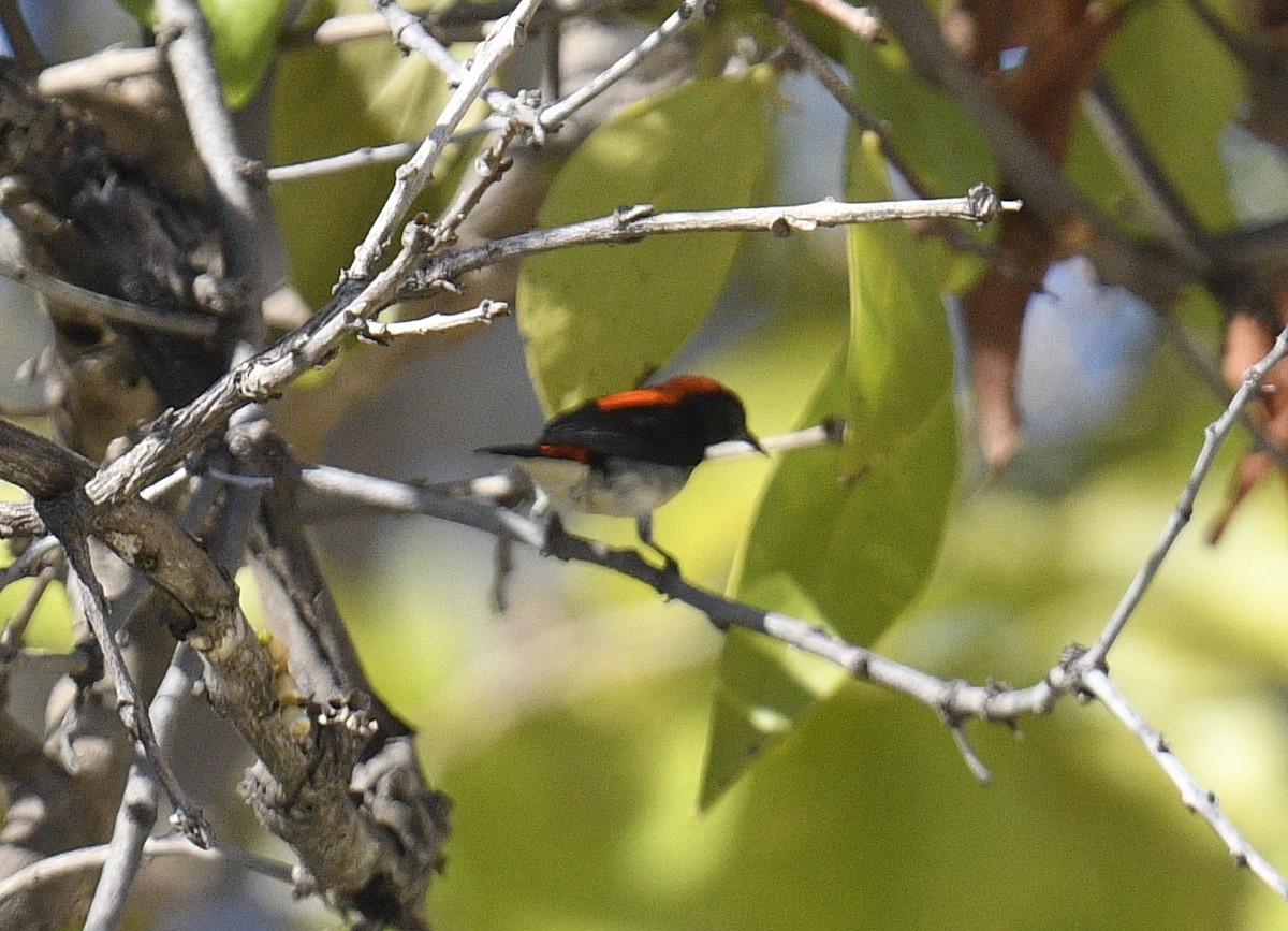 Scarlet-backed Flowerpecker - ML619076798