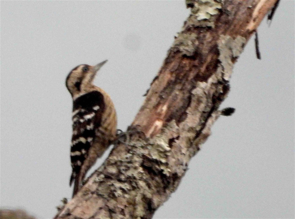 Gray-capped Pygmy Woodpecker - ML619076804