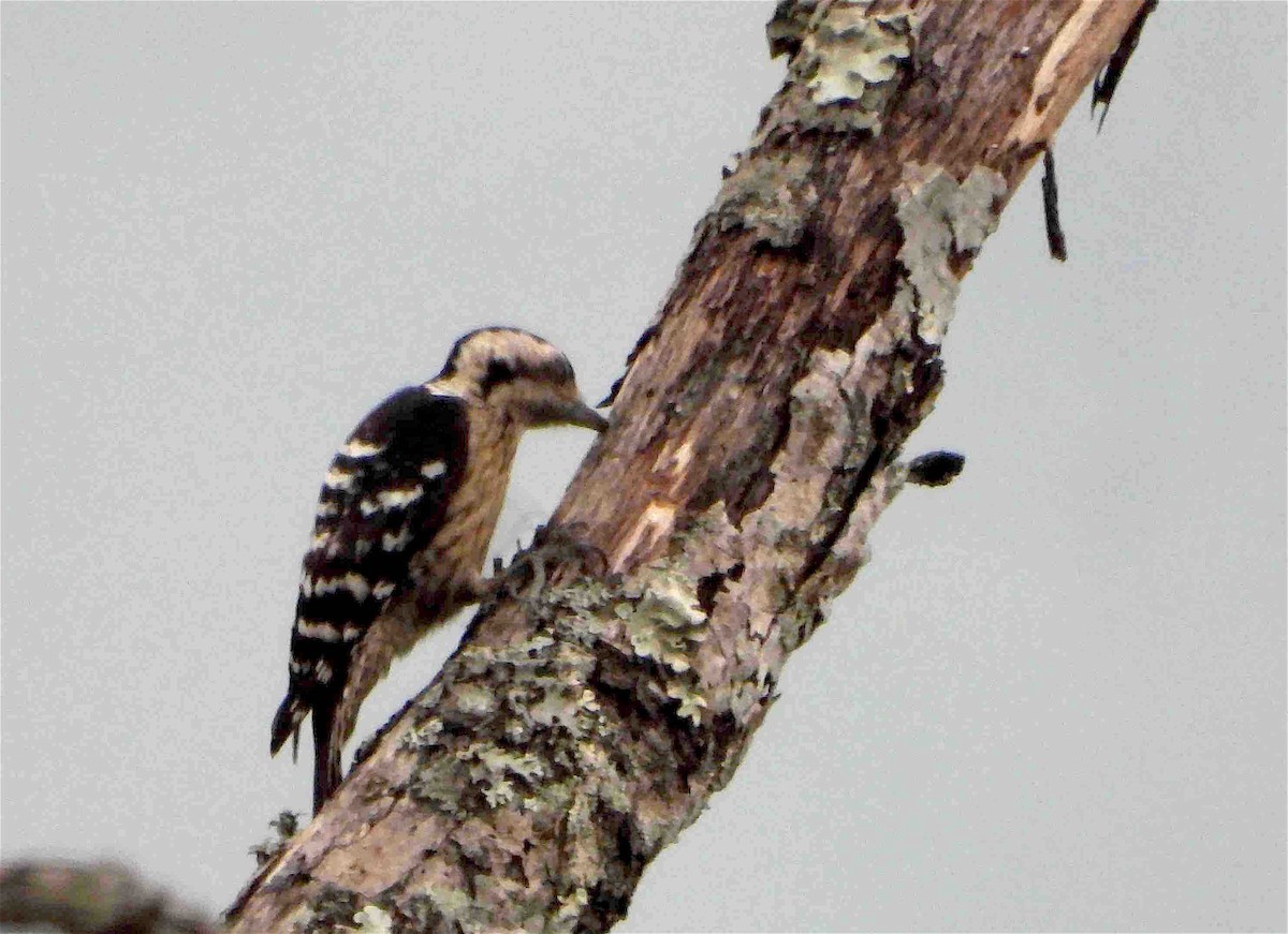 Gray-capped Pygmy Woodpecker - ML619076805