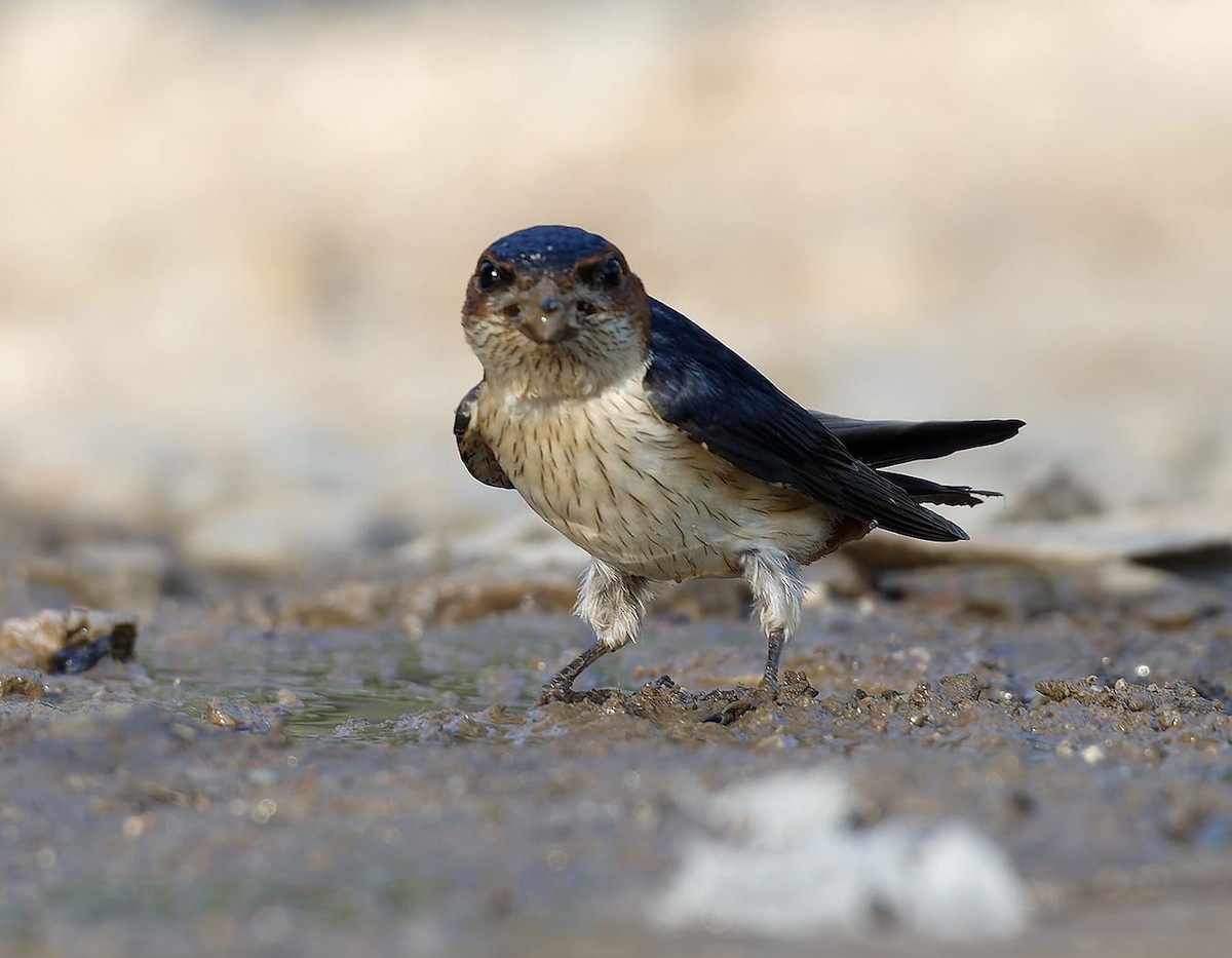 Red-rumped Swallow - ML619076820