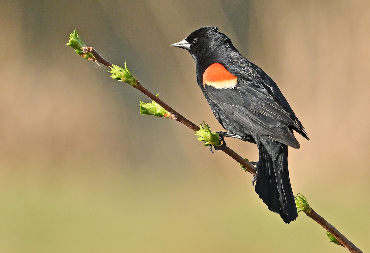 Red-winged Blackbird - Wayne Oakes