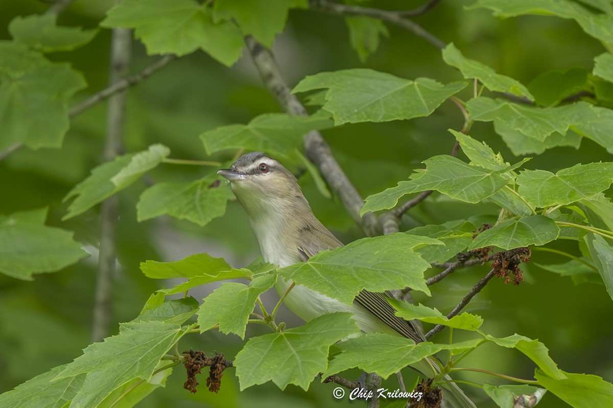 Red-eyed Vireo - Chip Krilowicz
