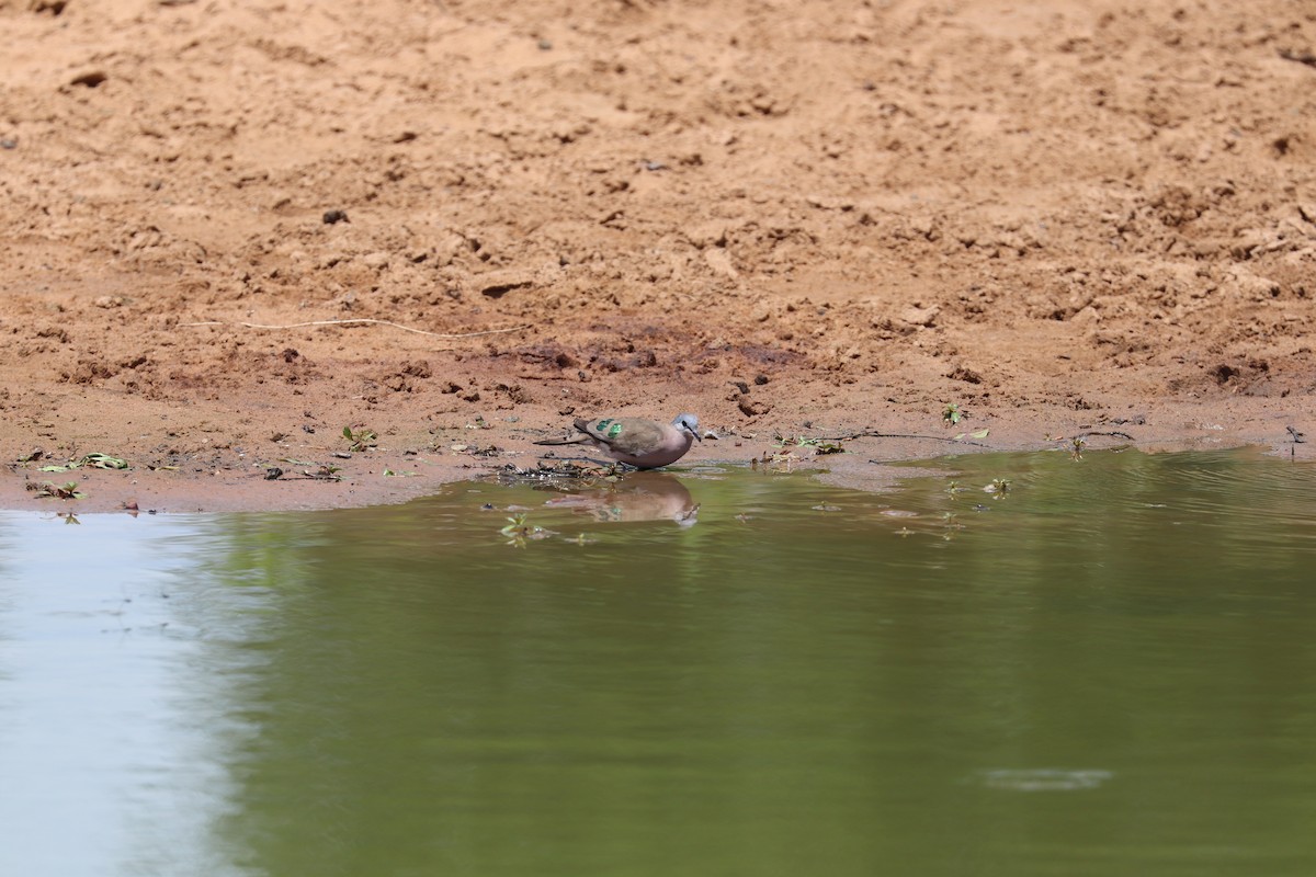 Emerald-spotted Wood-Dove - ML619076858