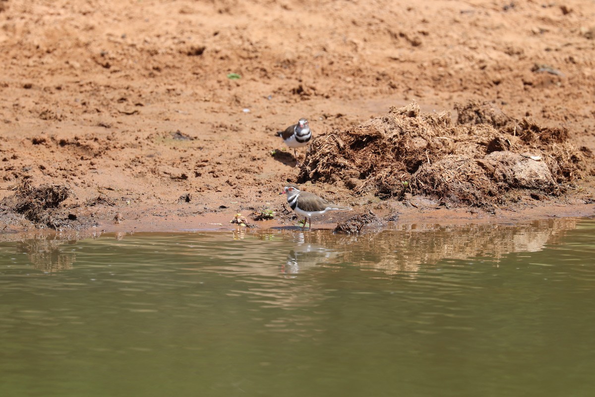 Three-banded Plover - ML619076867