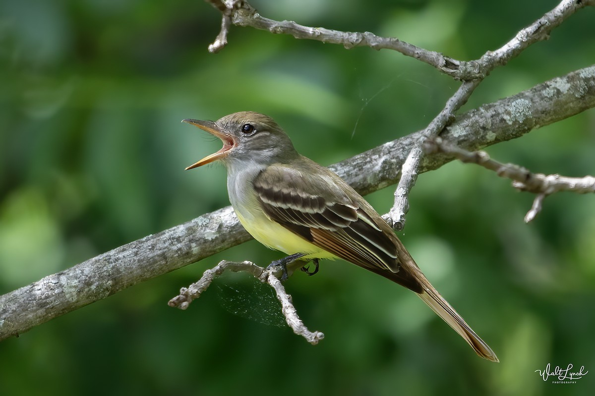 Great Crested Flycatcher - Walter Lynch