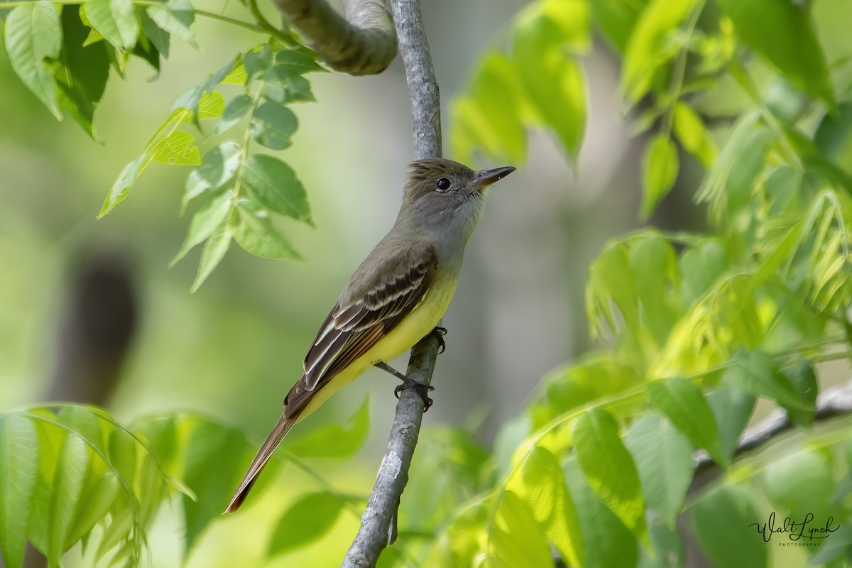 Great Crested Flycatcher - Walter Lynch
