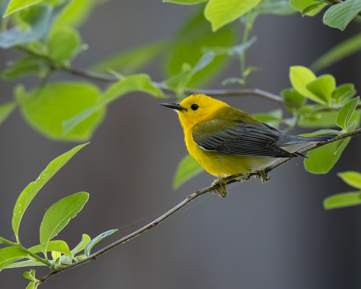 Prothonotary Warbler - ML619076892
