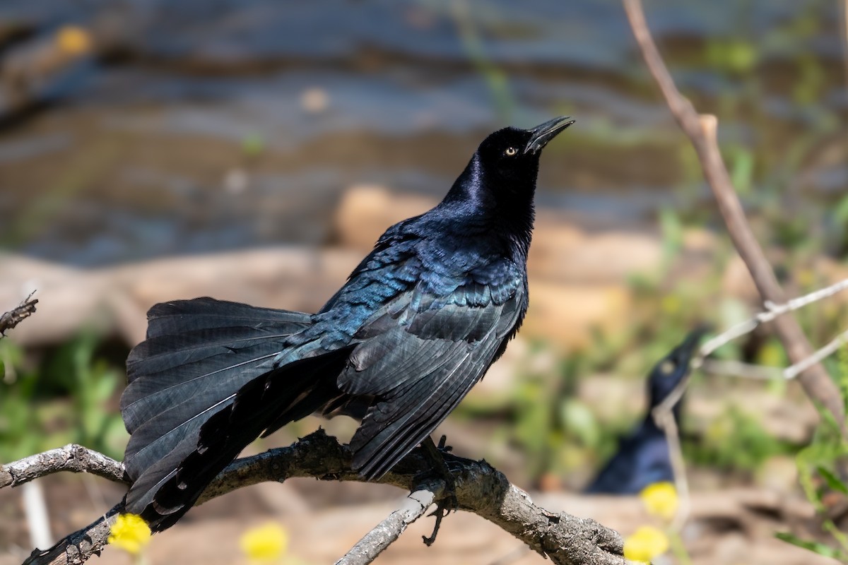 Great-tailed Grackle - ML619076897