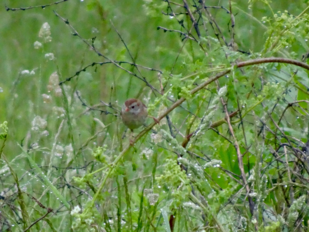 Field Sparrow - Dan Keener