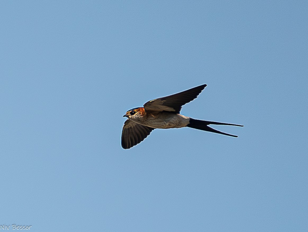 Red-rumped Swallow - ML619076903