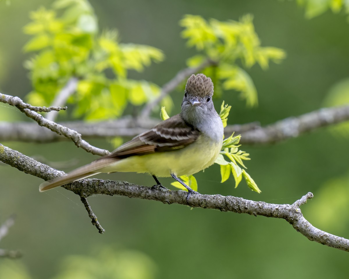 Great Crested Flycatcher - ML619076921