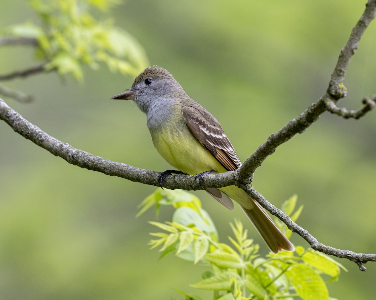 Great Crested Flycatcher - ML619076923