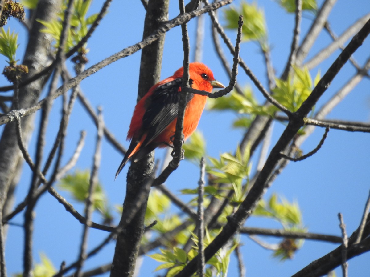 Scarlet Tanager - ML619076934