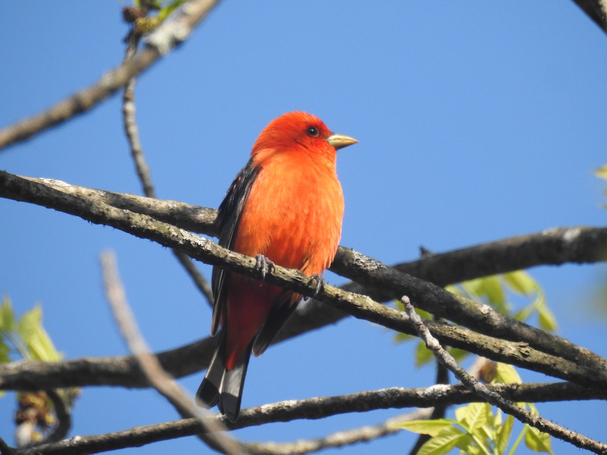 Scarlet Tanager - ML619076951