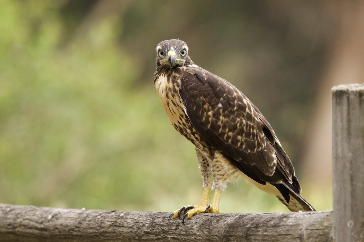 Red-tailed Hawk - ML619076982