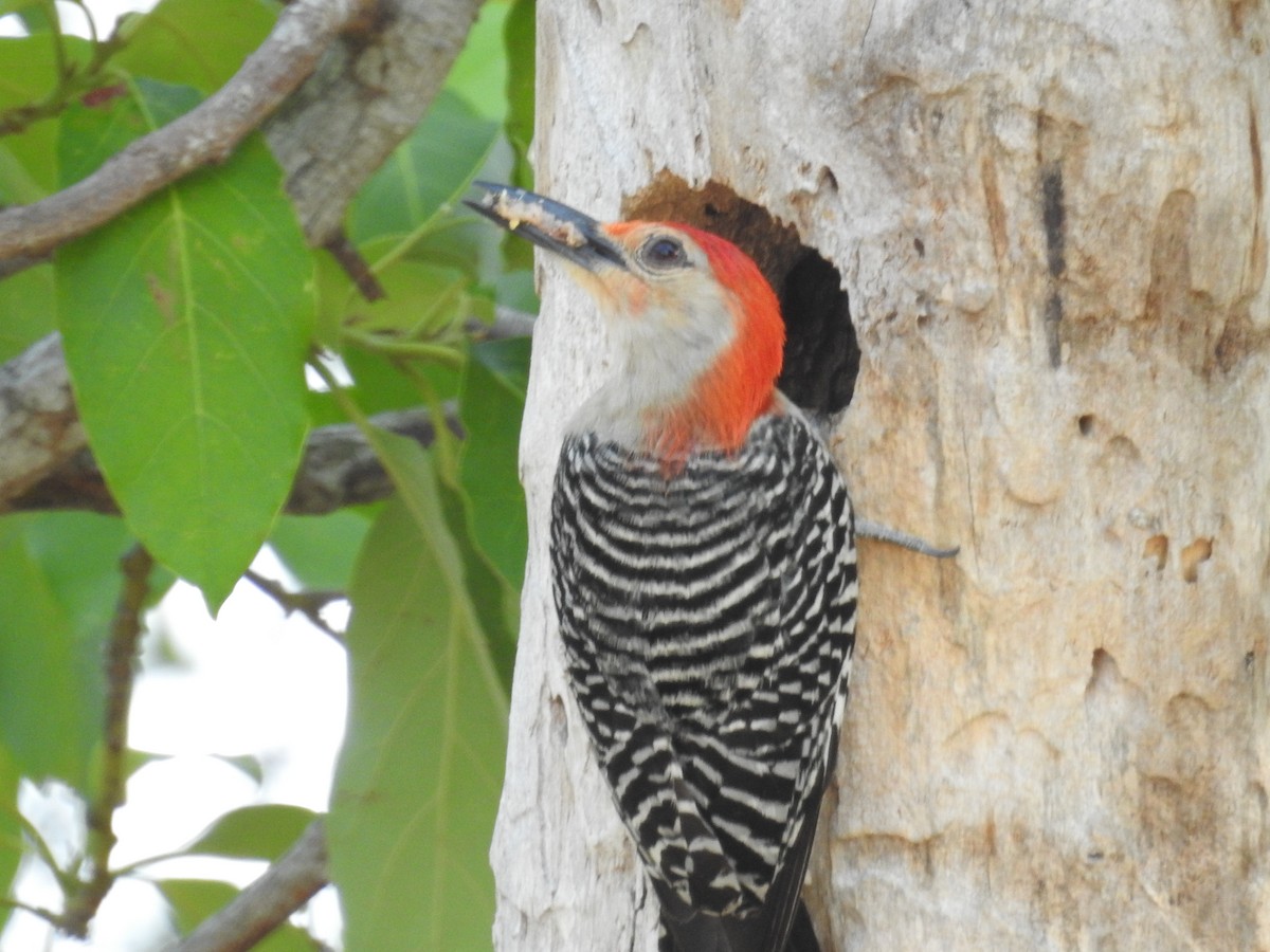 Red-bellied Woodpecker - ML619077019