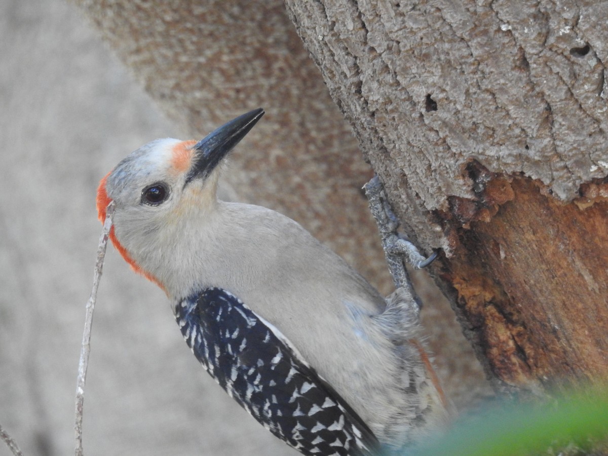 Red-bellied Woodpecker - ML619077020