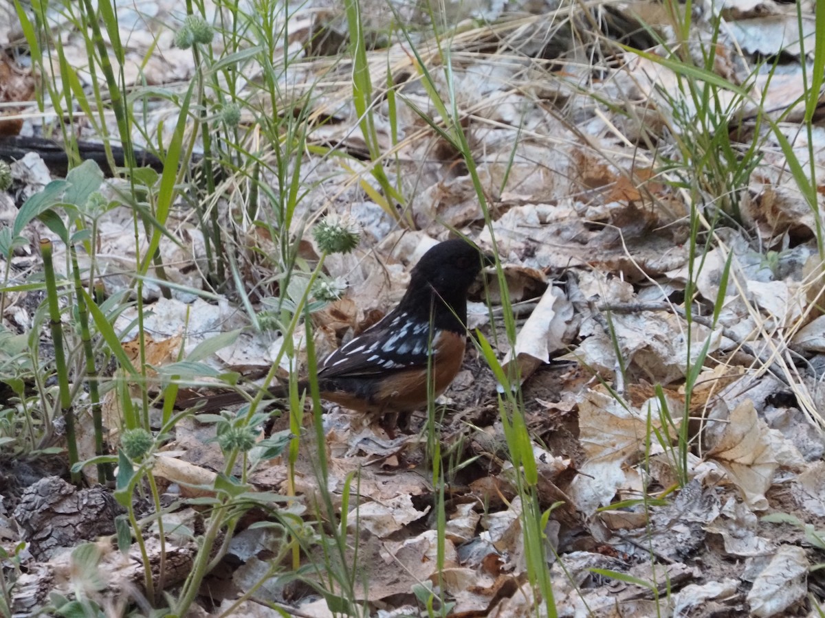Spotted Towhee - ML619077022