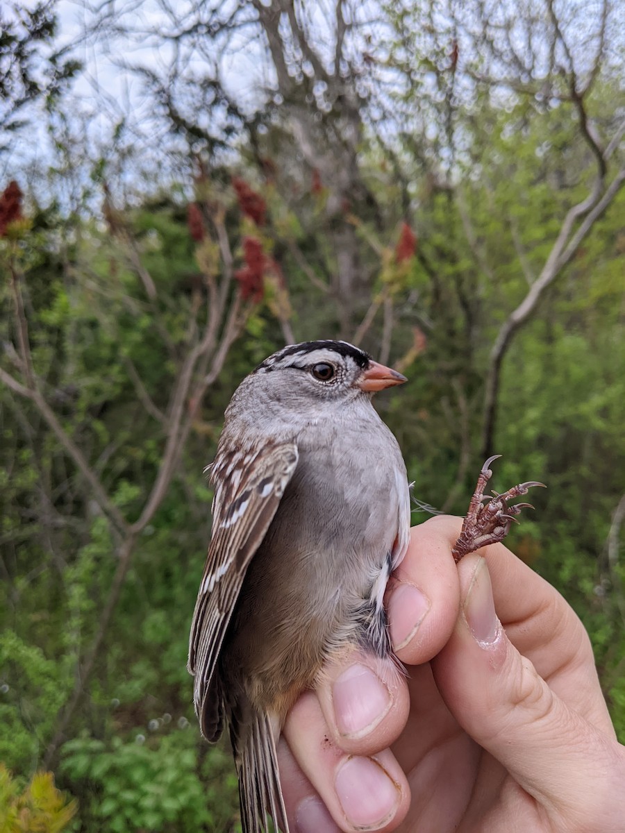 White-crowned Sparrow (Gambel's) - ML619077046