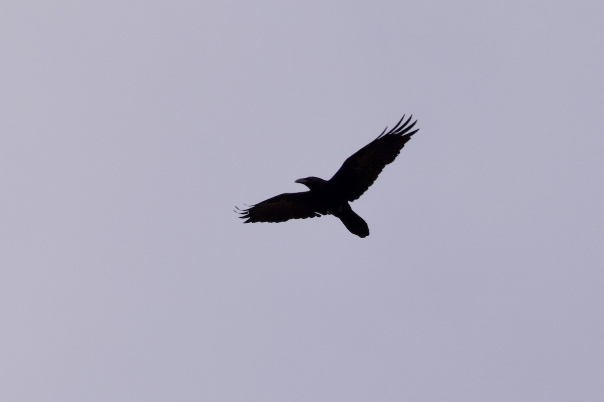 Common Raven - ML619077091