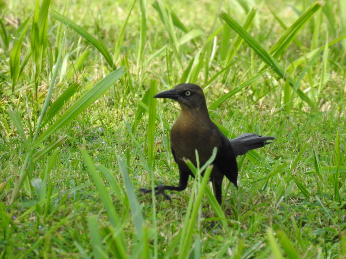 Great-tailed Grackle - ML619077116