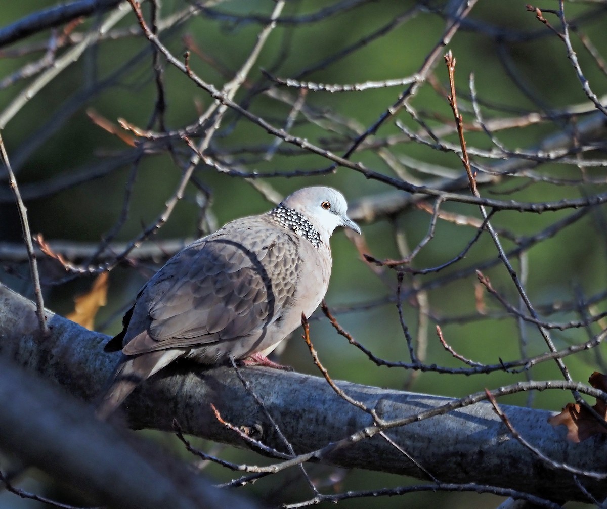 Spotted Dove - ML619077170