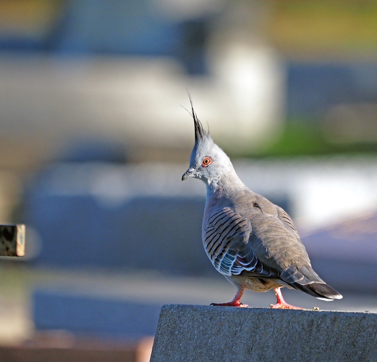 Crested Pigeon - ML619077187