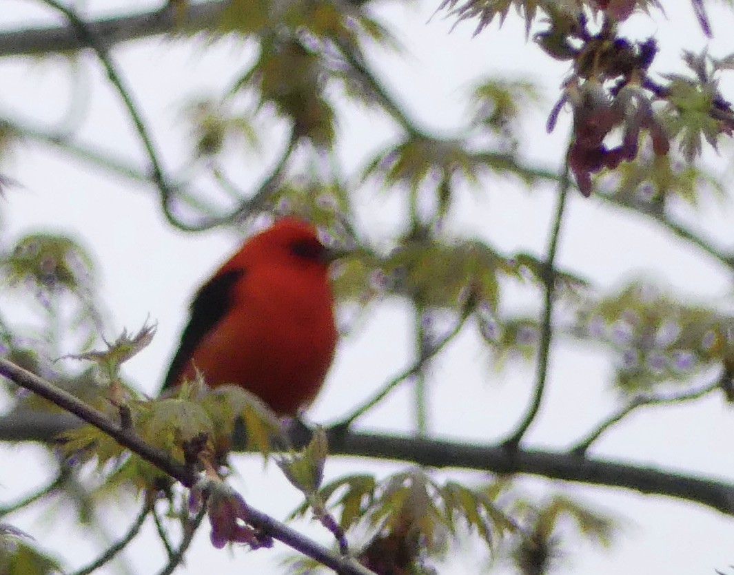 Scarlet Tanager - ML619077194