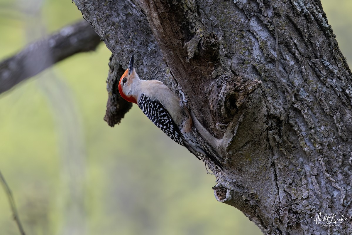 Red-bellied Woodpecker - ML619077210
