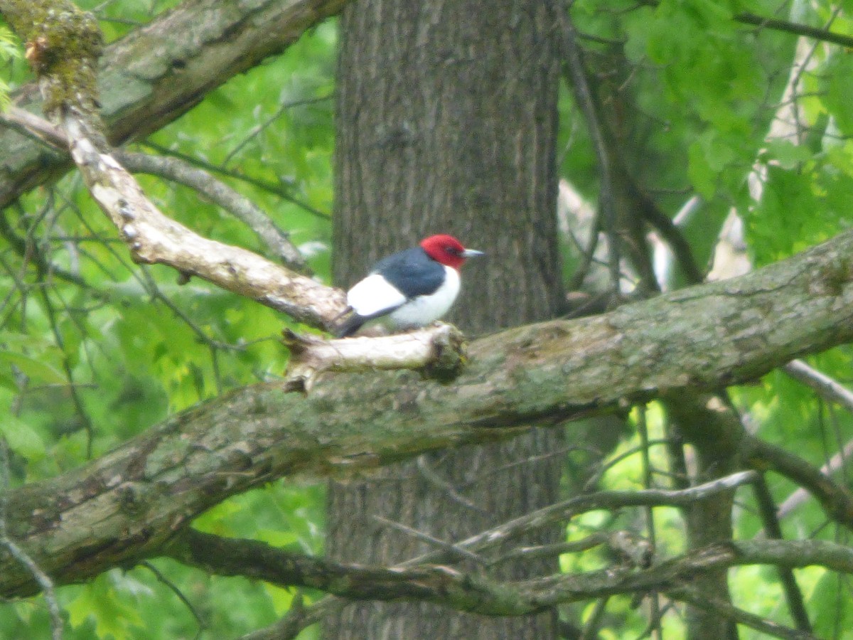 Red-headed Woodpecker - Quinn F.