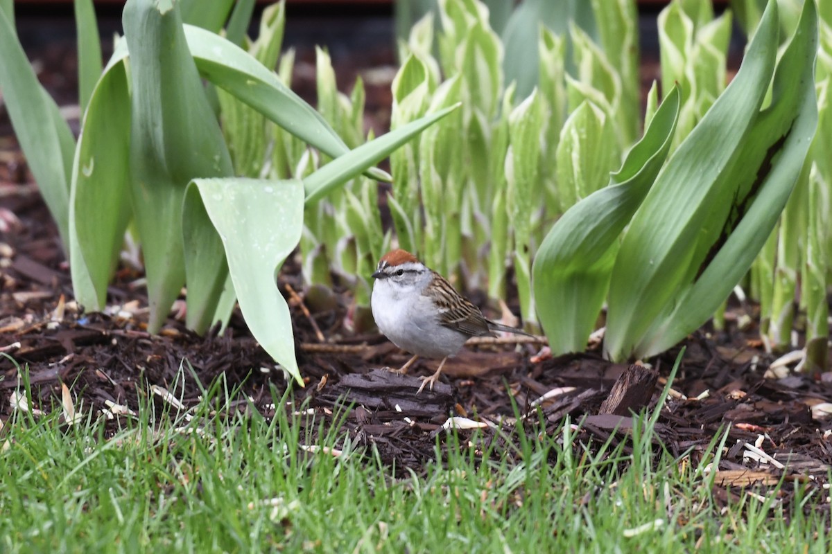 Chipping Sparrow - ML619077212