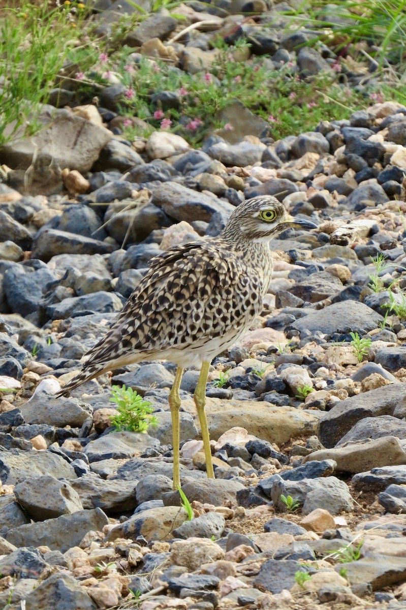 Spotted Thick-knee - ML619077227