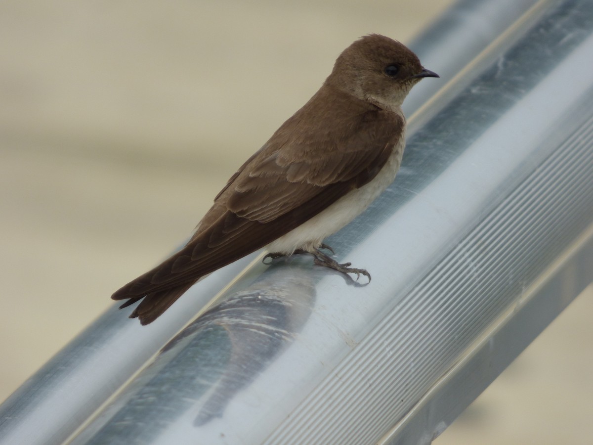 Northern Rough-winged Swallow - ML619077252