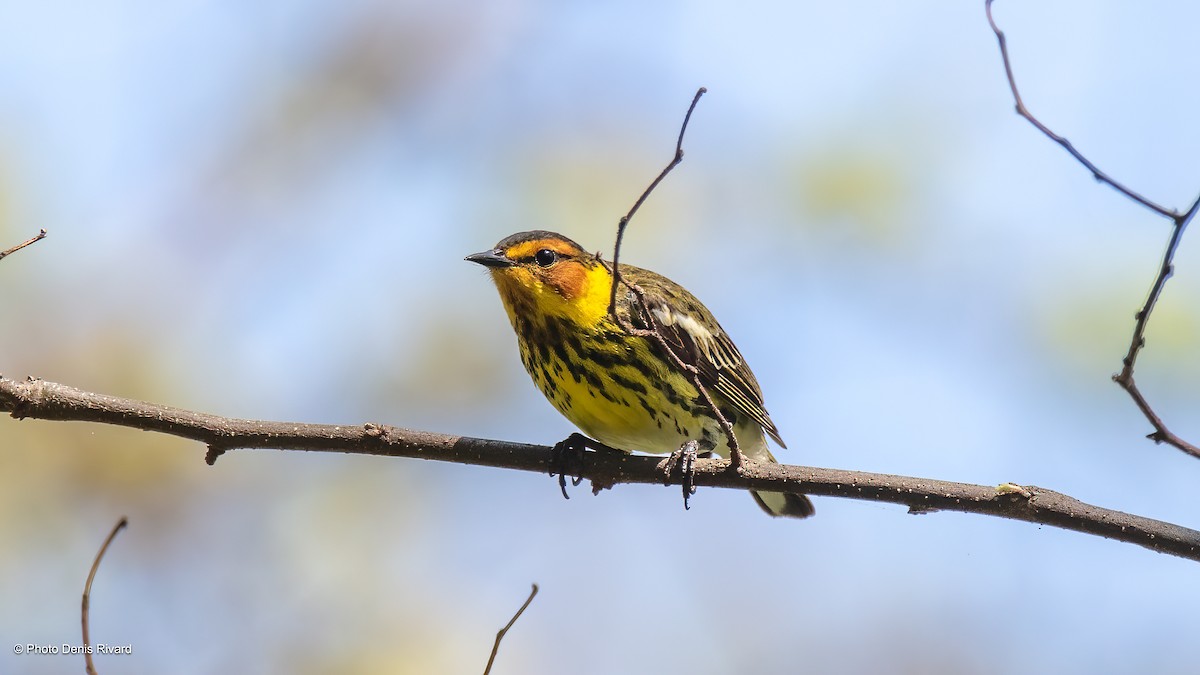 Cape May Warbler - ML619077284