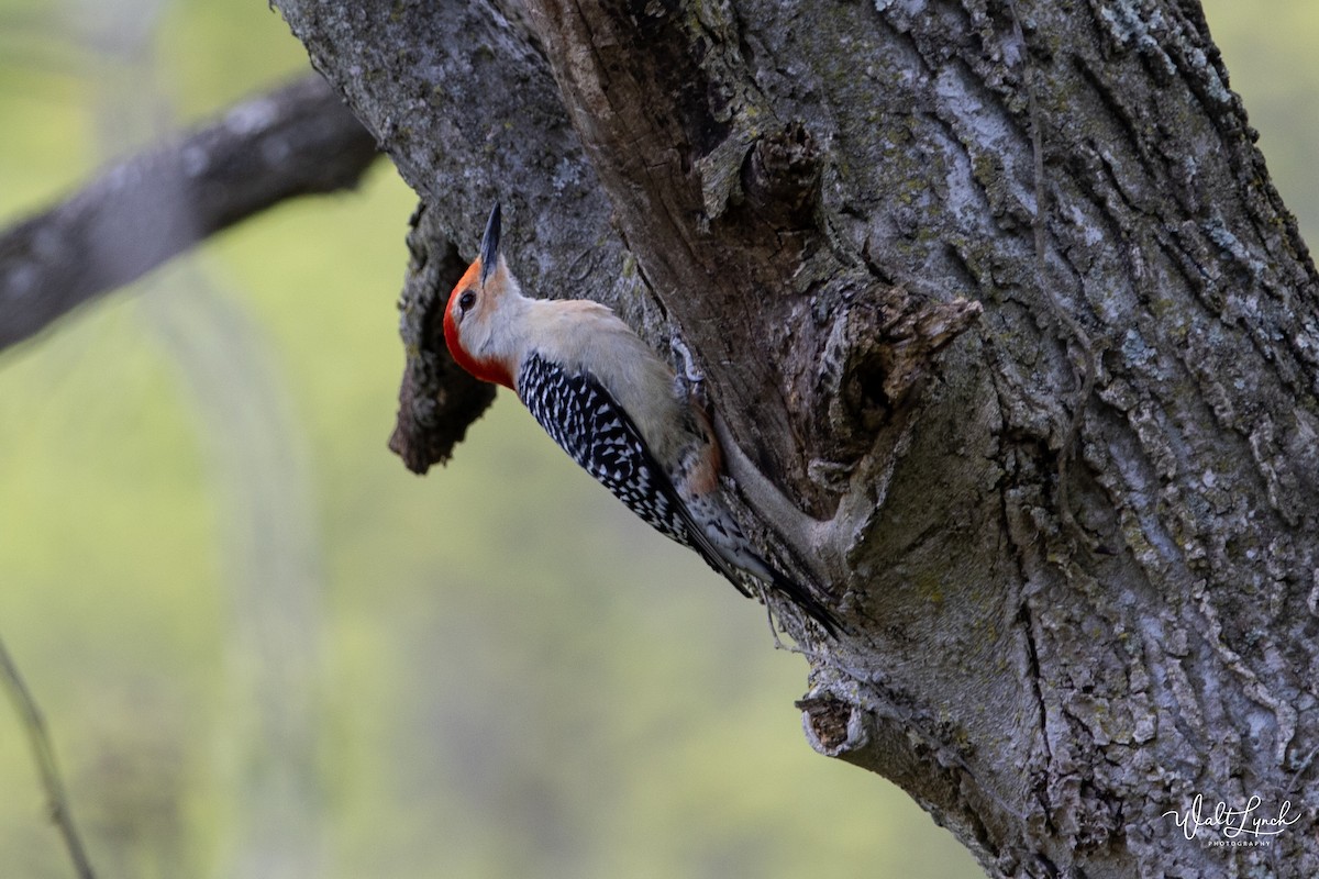 Red-bellied Woodpecker - Walter Lynch