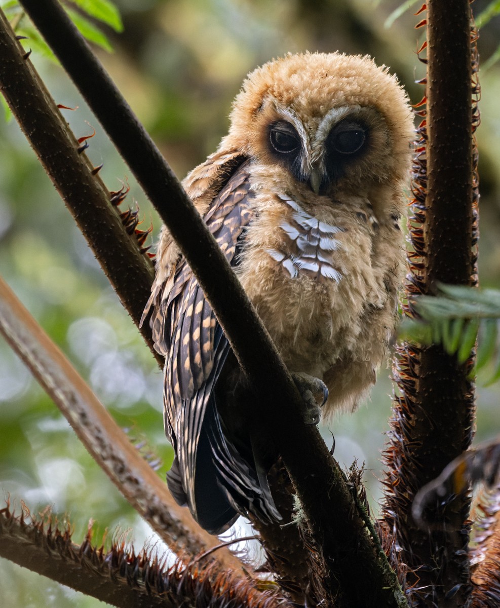 Rufous-banded Owl - ML619077315