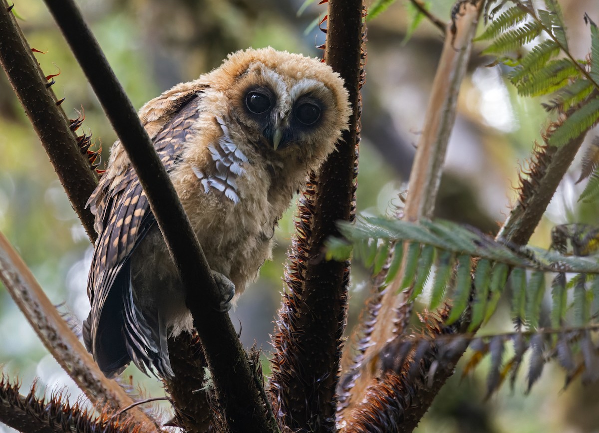 Rufous-banded Owl - ML619077316