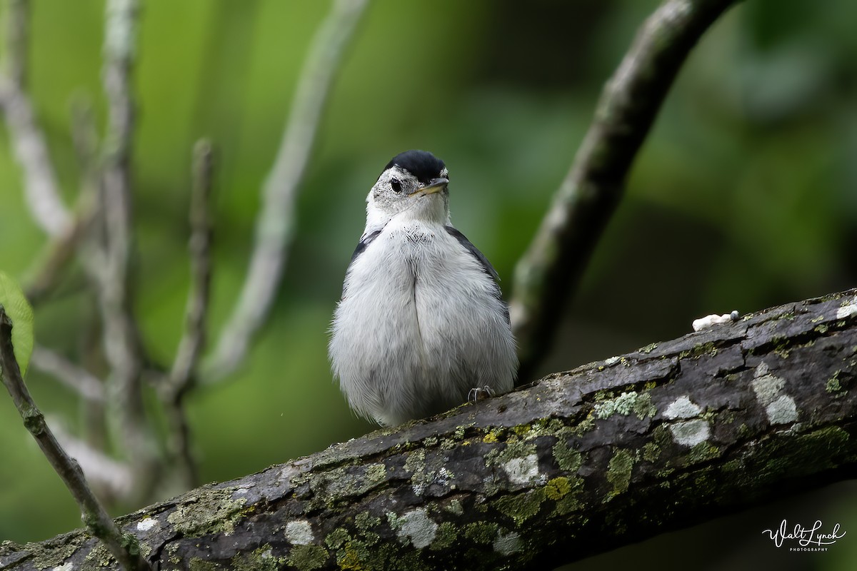 White-breasted Nuthatch (Eastern) - ML619077350