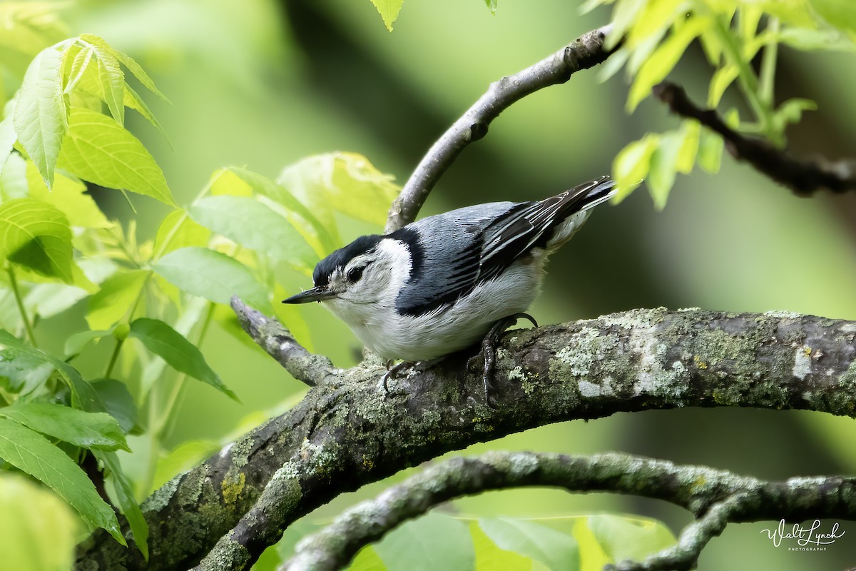 White-breasted Nuthatch (Eastern) - ML619077351