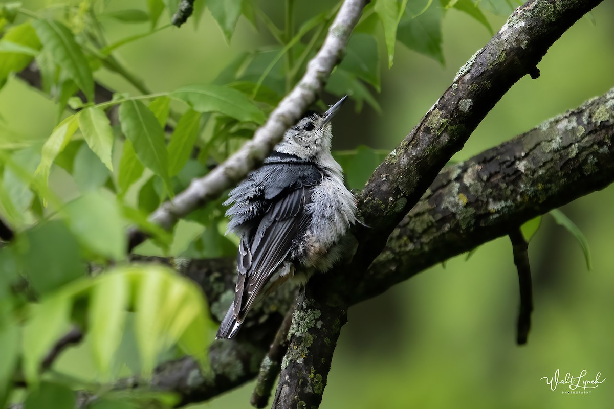 White-breasted Nuthatch (Eastern) - ML619077352