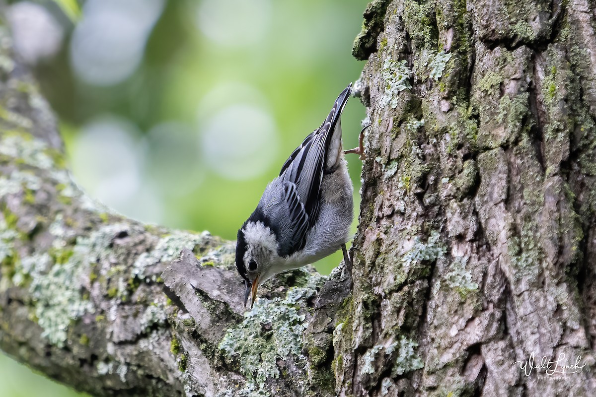 White-breasted Nuthatch (Eastern) - ML619077354