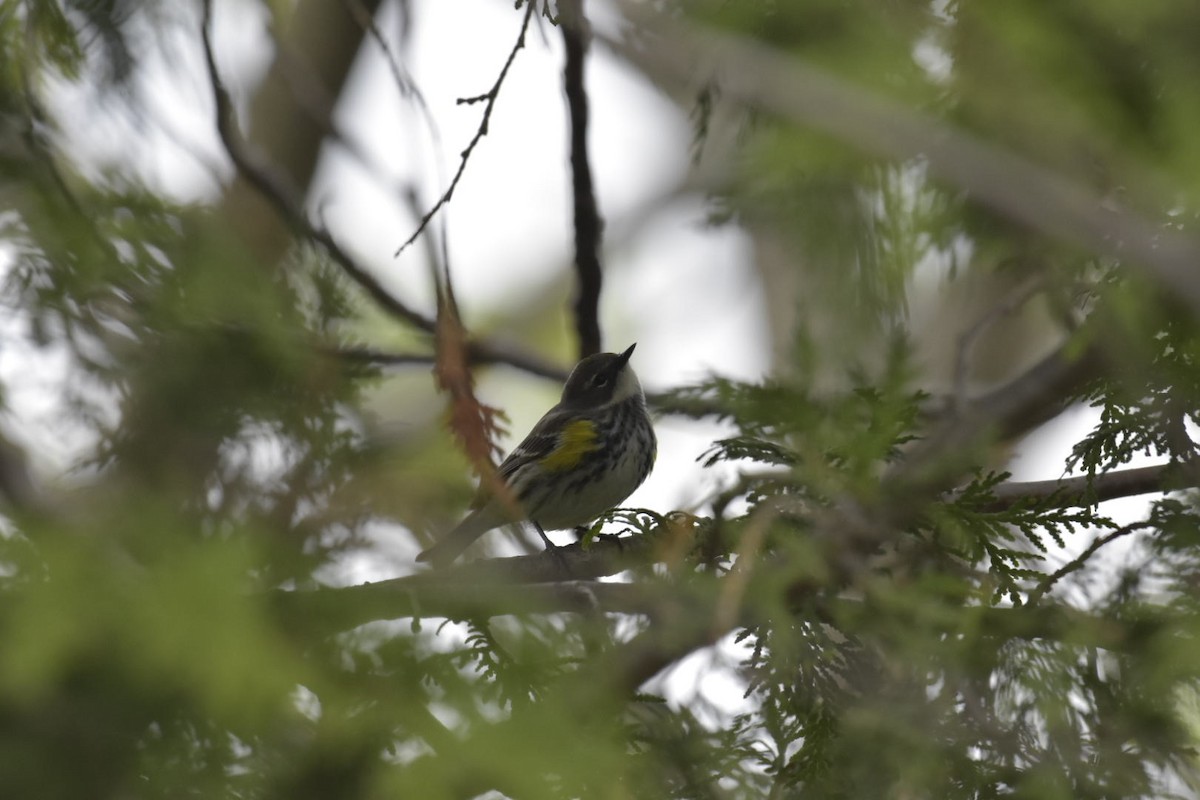 Yellow-rumped Warbler (Myrtle) - ML619077355