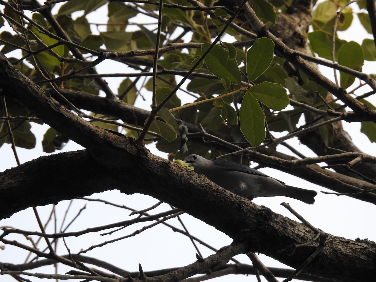 Blue-gray Tanager - ML619077419