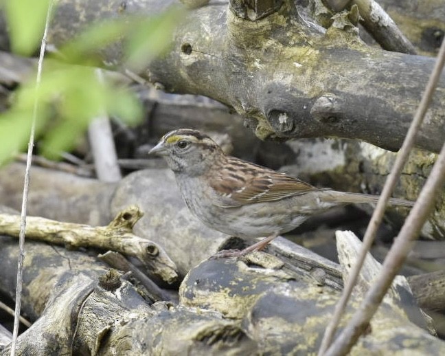 White-throated Sparrow - ML619077459