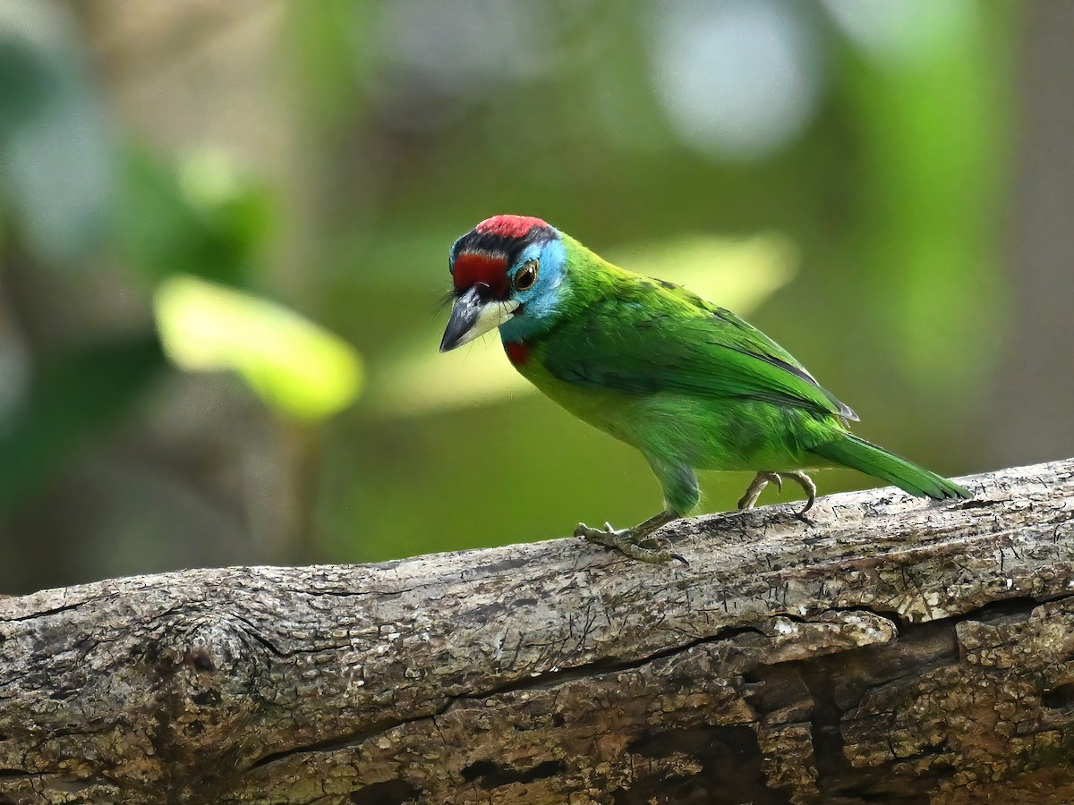 Blue-throated Barbet (Red-crowned) - ML619077516