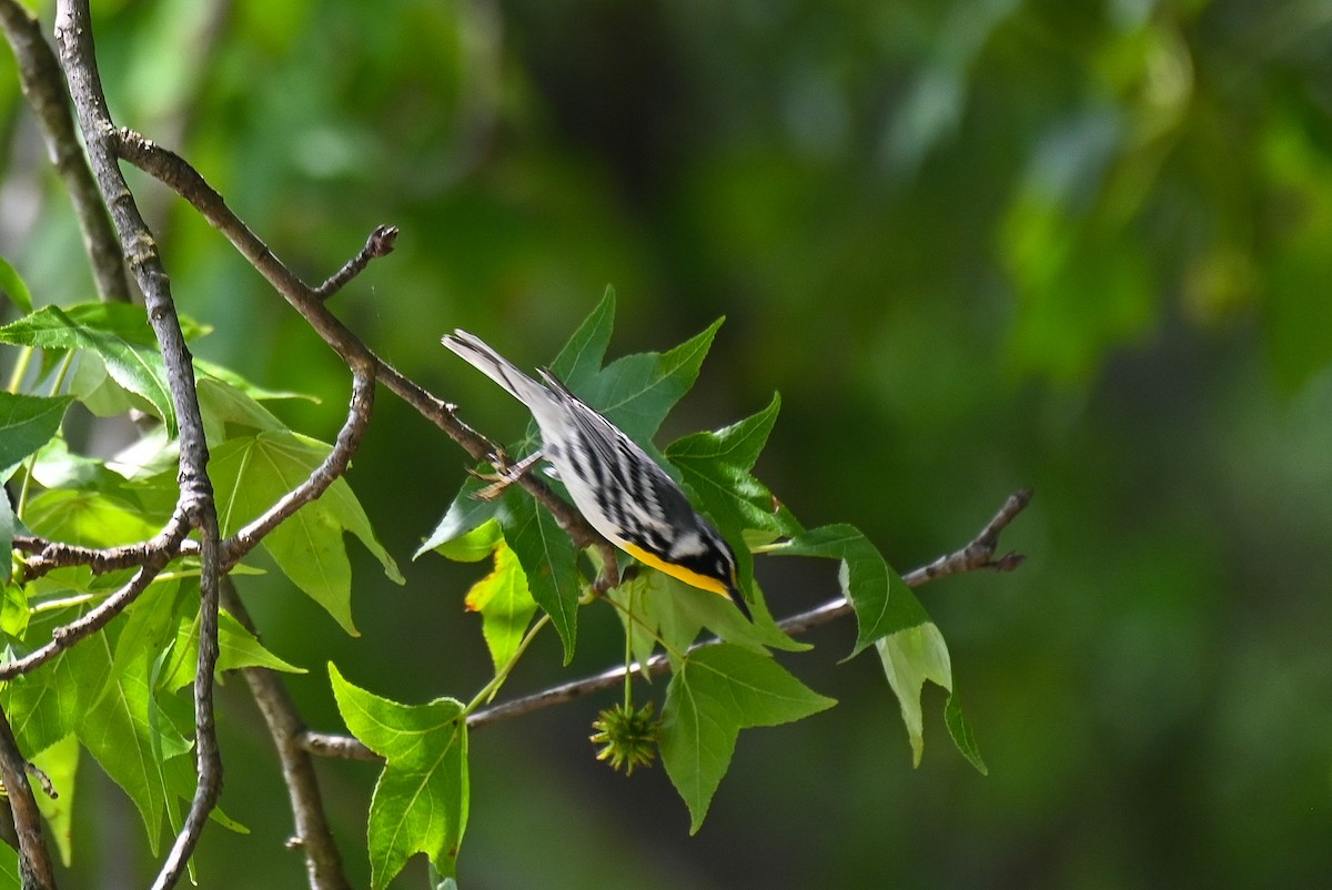Yellow-throated Warbler - ML619077525