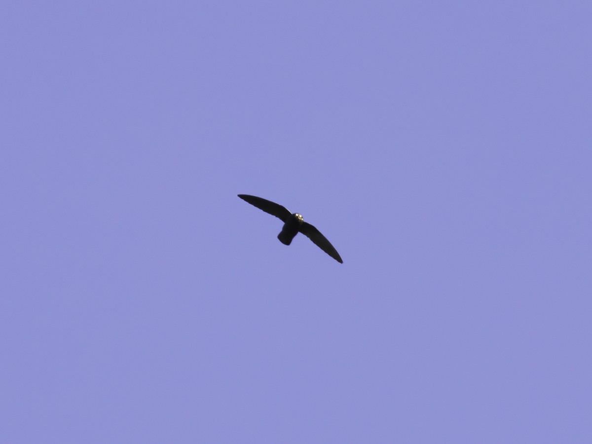 Spot-fronted Swift - ML619077575