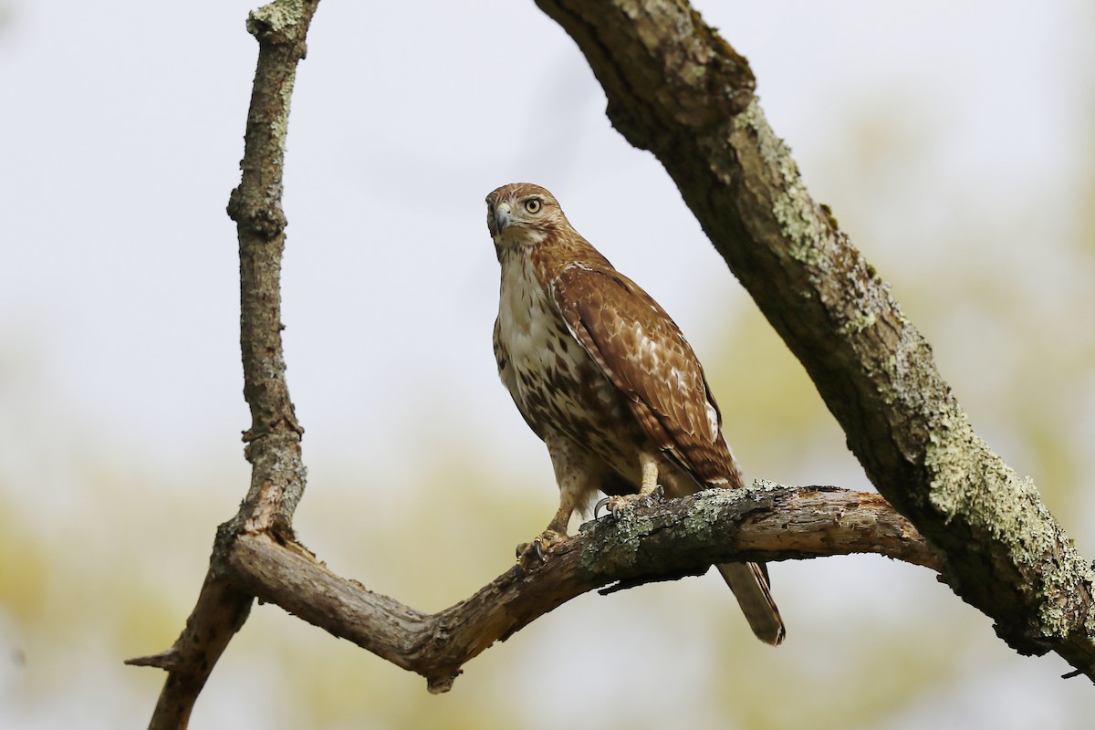 Red-tailed Hawk - ML619077602