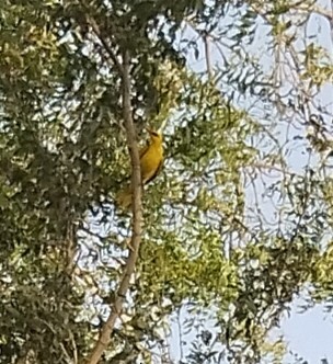 Indian Golden Oriole - ML619077629